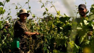 vineyard-professions-scaled-3800x999999999.jpg