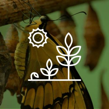 Illustration_Évolution (2).png