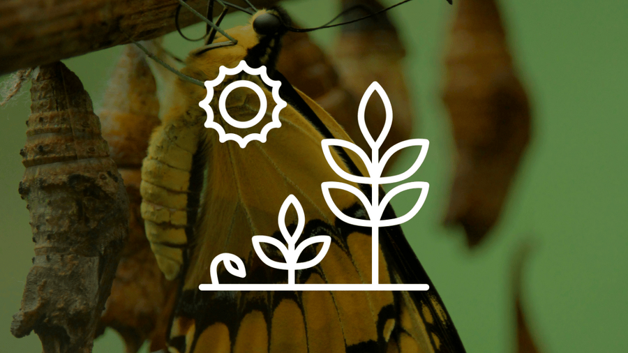 Illustration_Évolution (1).png